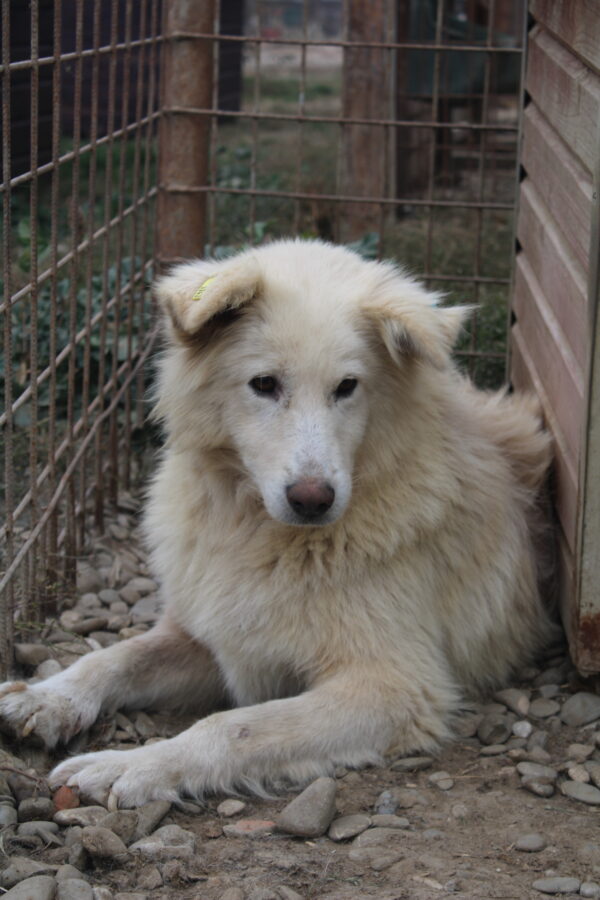 BREZEL - seel. Notfall - reserviert 4animals vermittelt – Bild 3