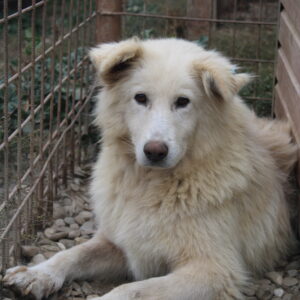 BREZEL - seel. Notfall - reserviert 4animals vermittelt