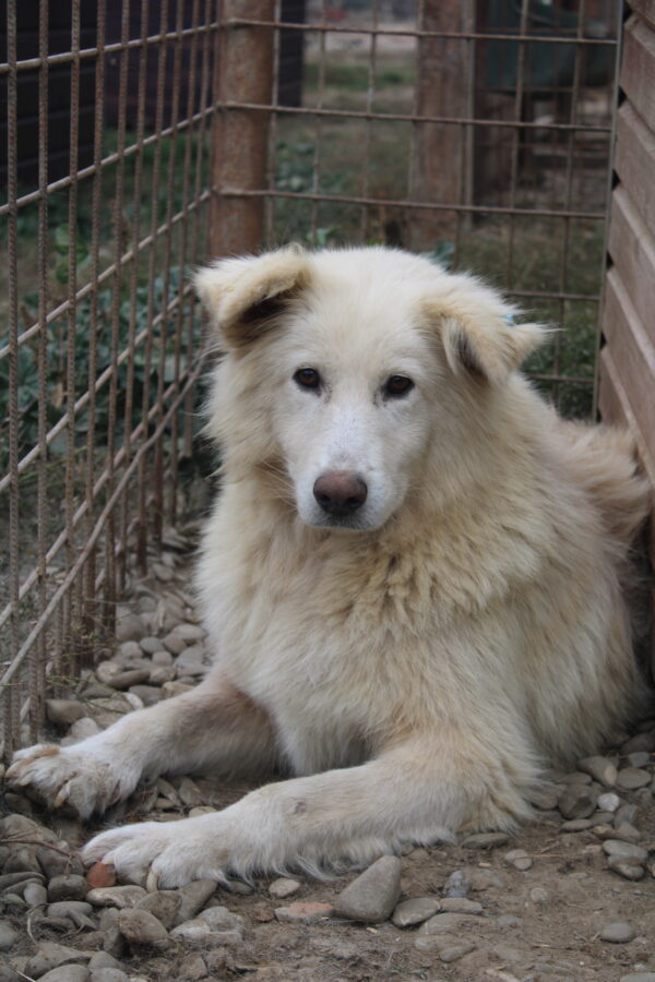 BREZEL - seel. Notfall - reserviert 4animals vermittelt
