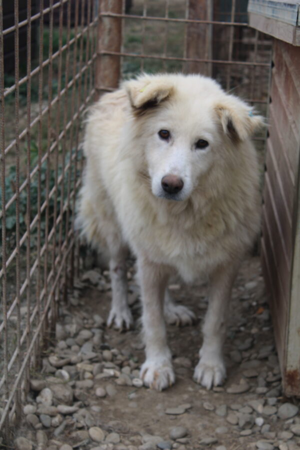 BREZEL - seel. Notfall - reserviert 4animals vermittelt – Bild 4