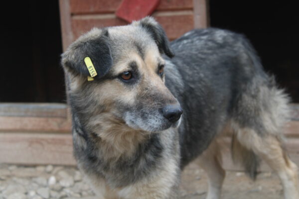 QUEENIE - reserviert Tierhilfe Lebenswert DR - vermittelt – Bild 3