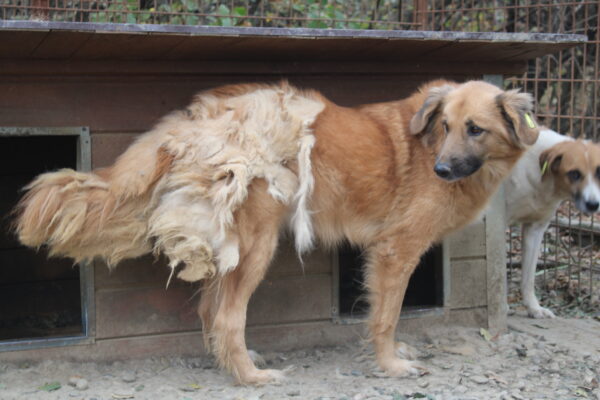 MASHA - seit mind. 2019 im Shelter - vermittelt LS – Bild 9