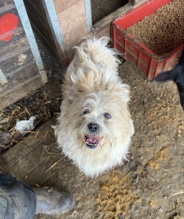 CODY (♂) - ausgereist zum TH Gelnhausen (AL) – Bild 20