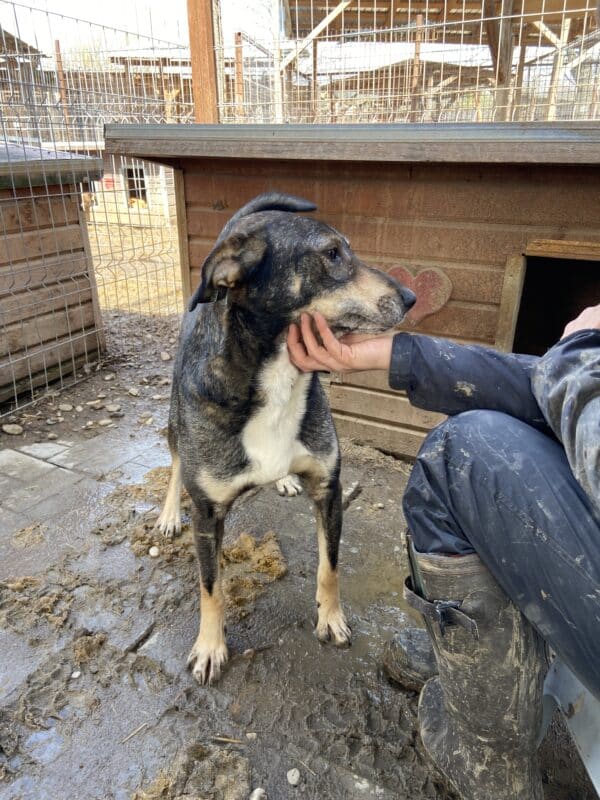 SEAN - vermittelt Manuela – Bild 3