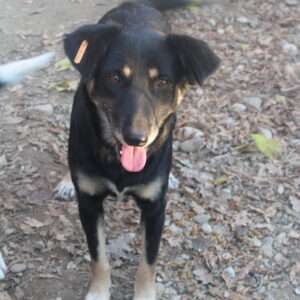 PIADA (= SHERRY)