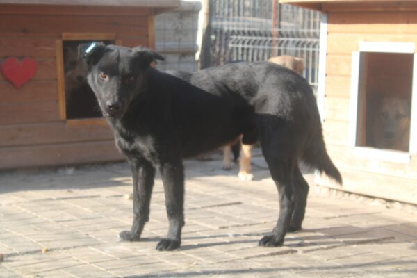 INGOLF (♂) - vermisst 11/24 – Bild 13