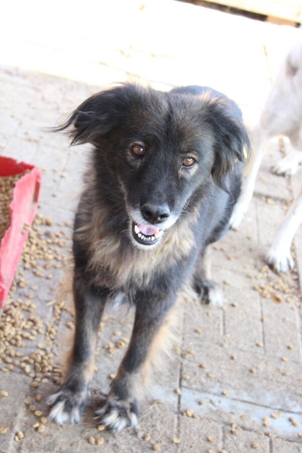 ATHENA - reserviert Betty - vermittelt – Bild 3