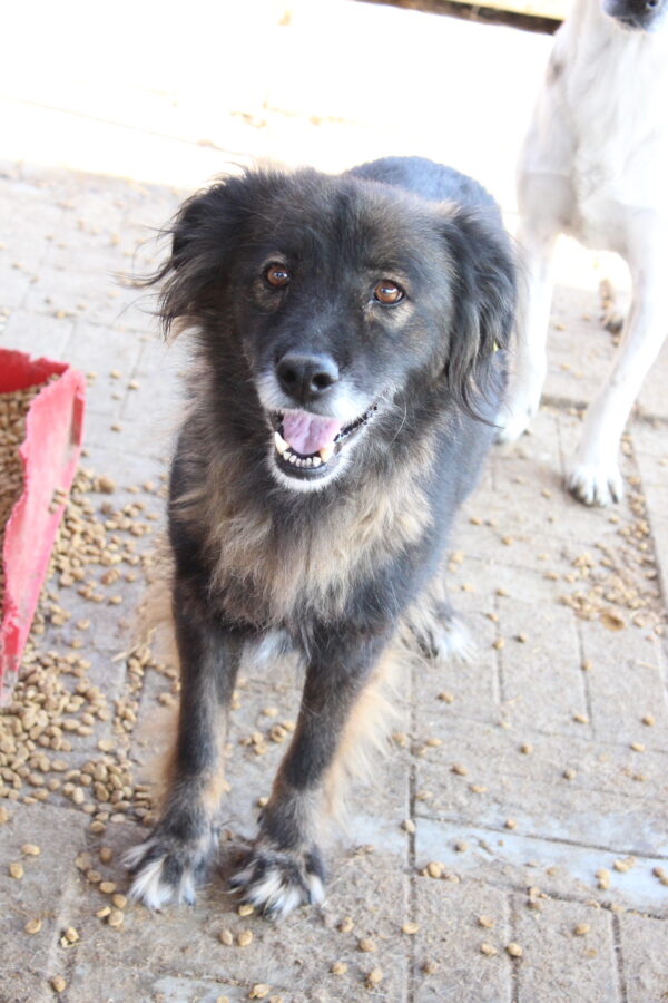 ATHENA - reserviert Betty - vermittelt – Bild 2