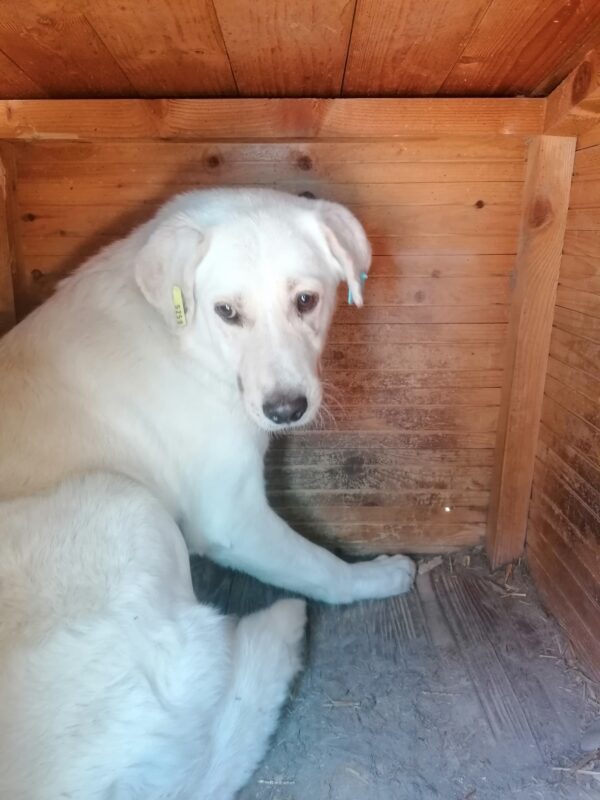 MERLEY (♂) vermisst 11/24 – Bild 2