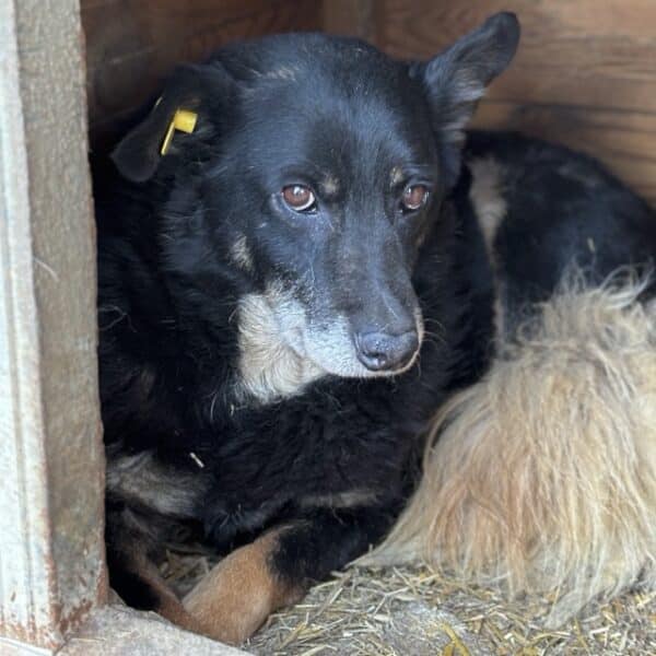 JAMESON (♂) - als GPH auf PDR PS (NE) – Bild 9