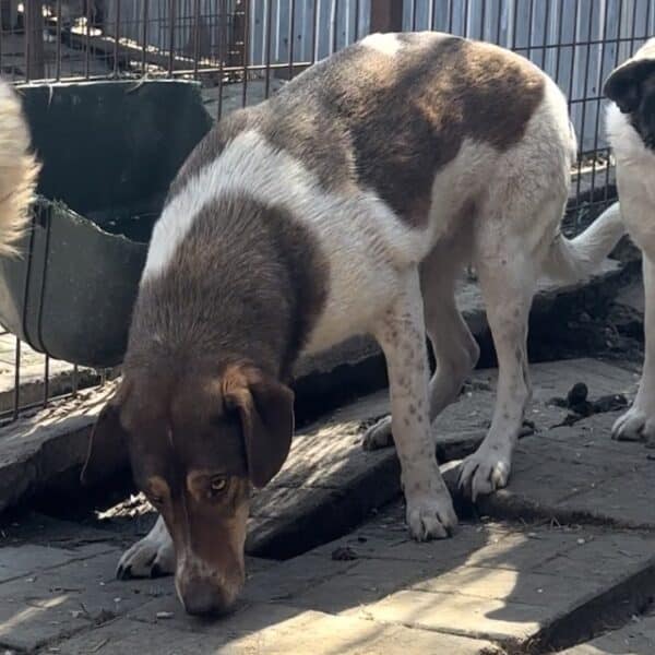 MADDY (♀) – Bild 6