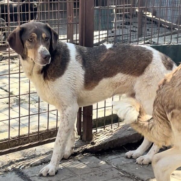 MADDY (♀) – Bild 5