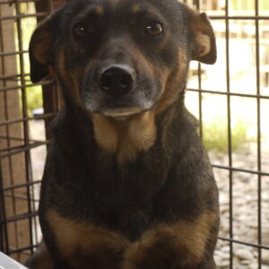 TAMIR (= TUPPI)