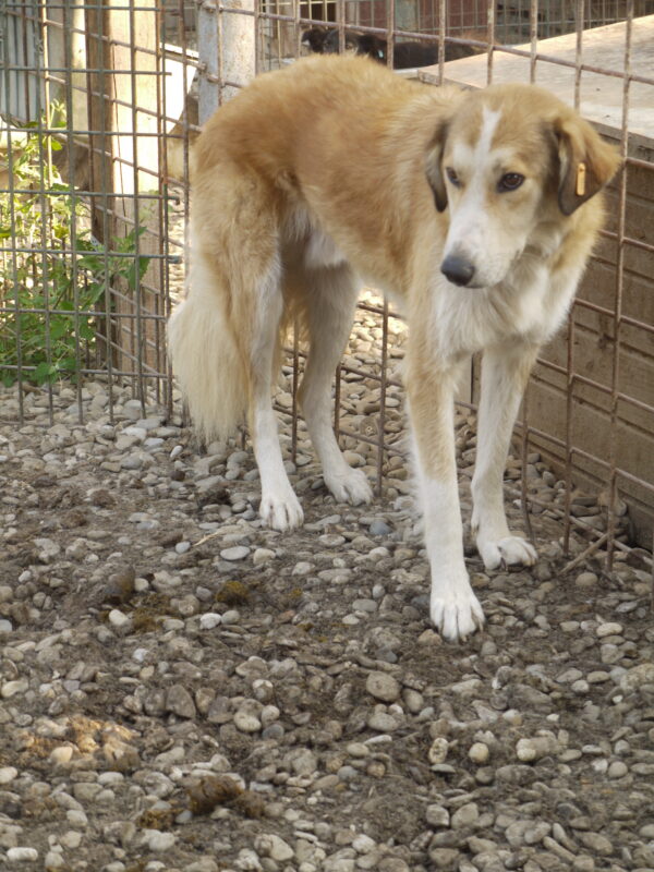 BANE (♂) - vermisst 11/24 – Bild 2