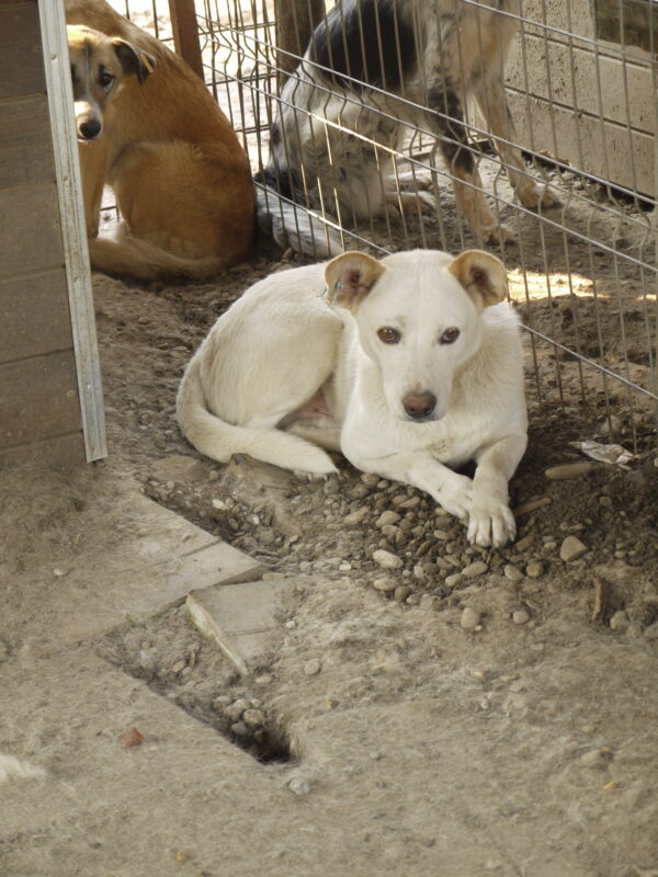 KIMBA (♂) - vermisst 11/24 – Bild 2