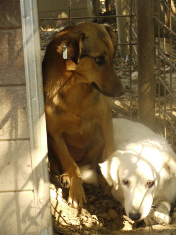 MAVIE (♀) – Bild 11