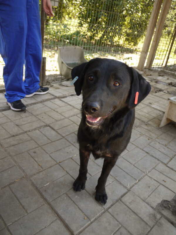 PHILIPPA - ausgereist zu 4animals – Bild 11