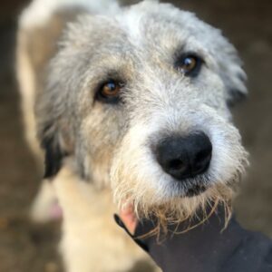 PINKO - Tumor am Hinterlauf - reserviert Tierfreunde Niederbayern - vermittelt