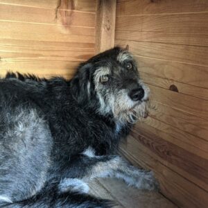 NACHO lebt im Open Shelter Baile Herculane