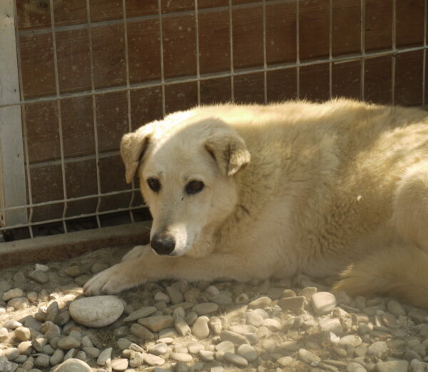 NEO (♂) – Bild 7