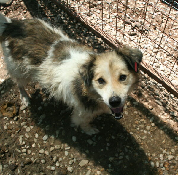 SKIMBLE - reserviert (Betty) - vermittelt – Bild 5