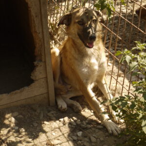 RICKO - vermisst 04/2023