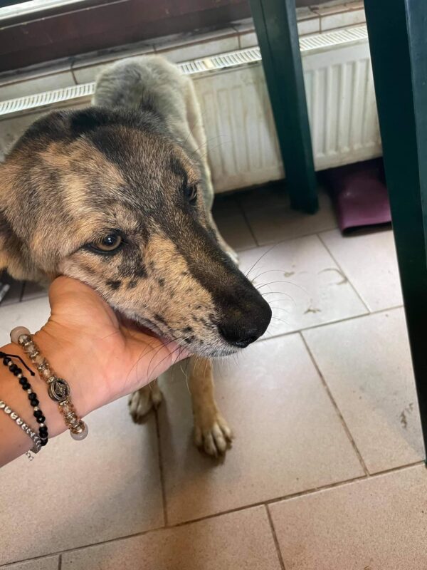 REMILO - reserviert TST Rösrath - vermittelt – Bild 5