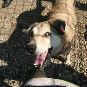 SANTO - Notfall - reserviert Alexandra - vermittelt