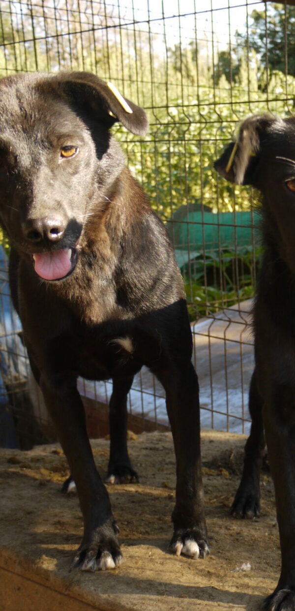 SUA - reserviert 4animals vermittelt – Bild 3