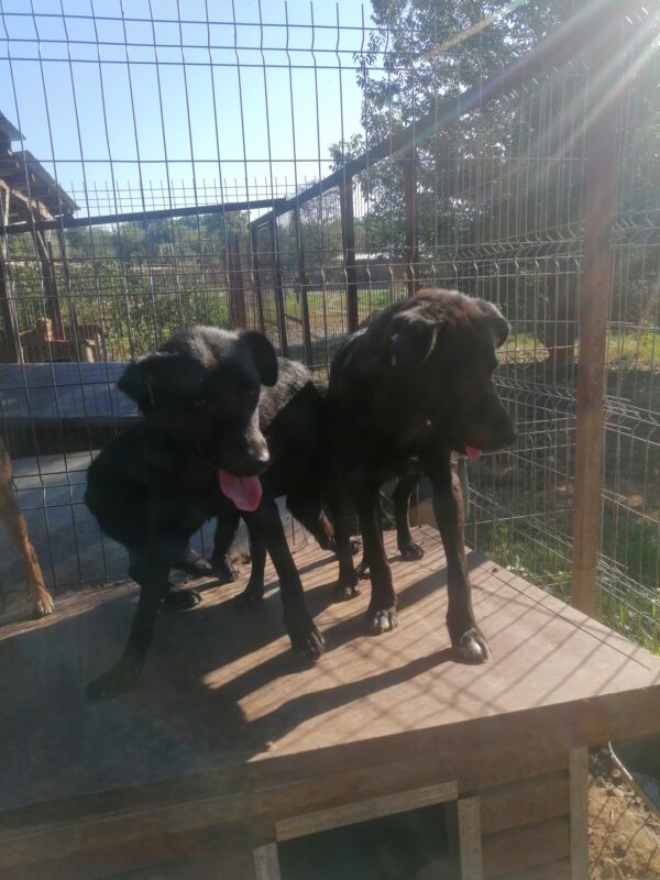 SUA - reserviert 4animals vermittelt – Bild 4