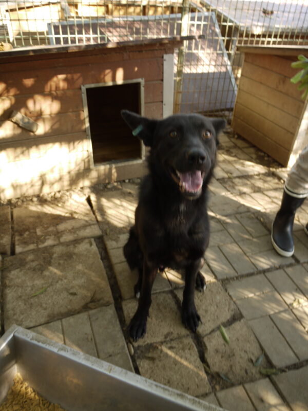 TAIO - reserviert Tierheim Koblenz vermittelt – Bild 6
