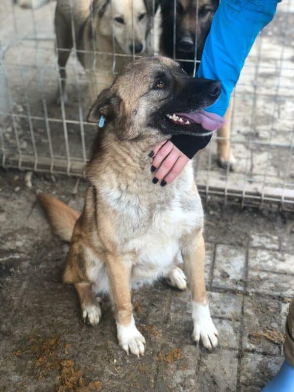 HARAS (♂) - seit 2021 im Shelter – Bild 15