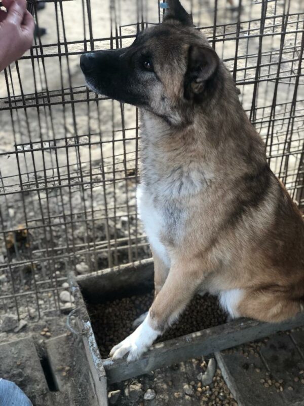 HARAS (♂) - seit 2021 im Shelter – Bild 17