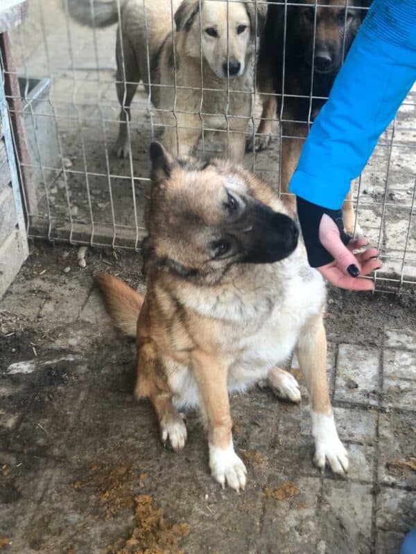 HARAS (♂) - seit 2021 im Shelter – Bild 18