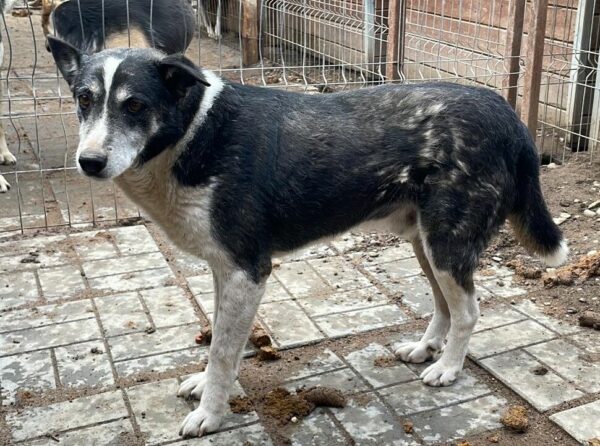 GUSS (♂) – Bild 6