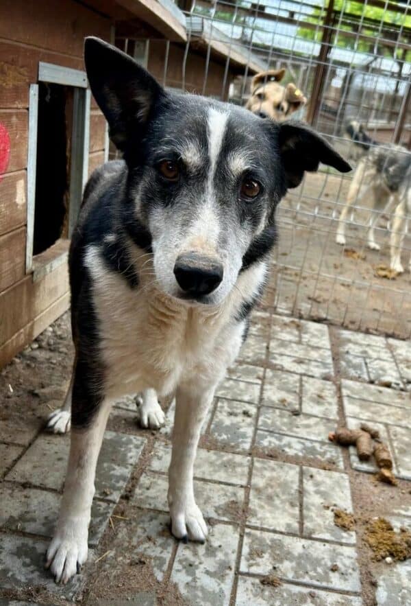 GUSS (♂) – Bild 4