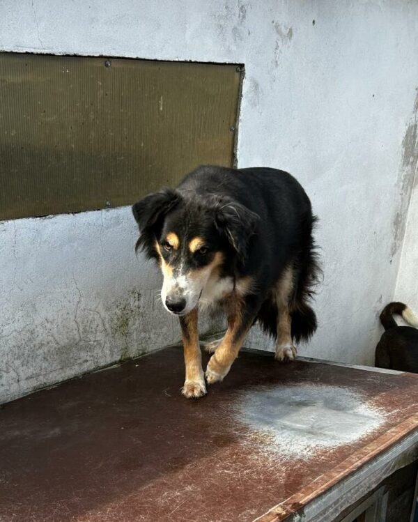 LOKO (♂) – Bild 2