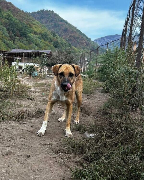 HANSI (♂) – Bild 2