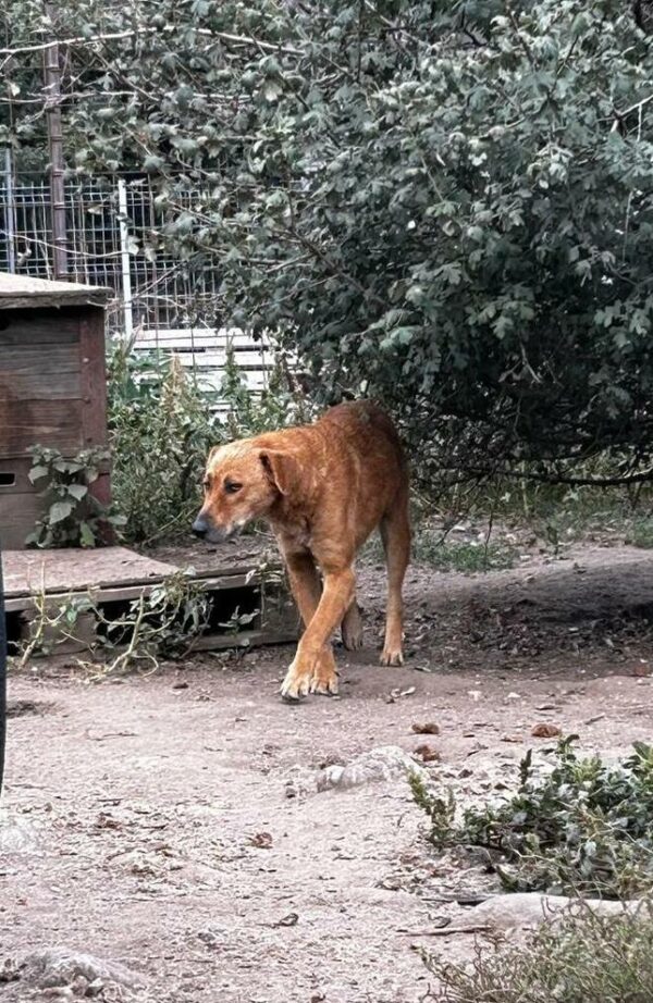 TORBEN (♂) – Bild 2