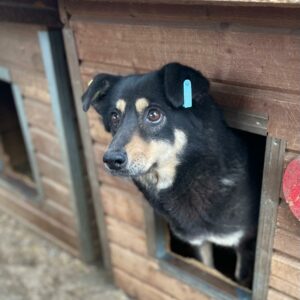 BRITTKA - auf PDR PS im PLZ Bezirk 75