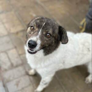 BUDDY (♂) - seit 2021 im Shelter - auf PS im PLZ Bereich 26
