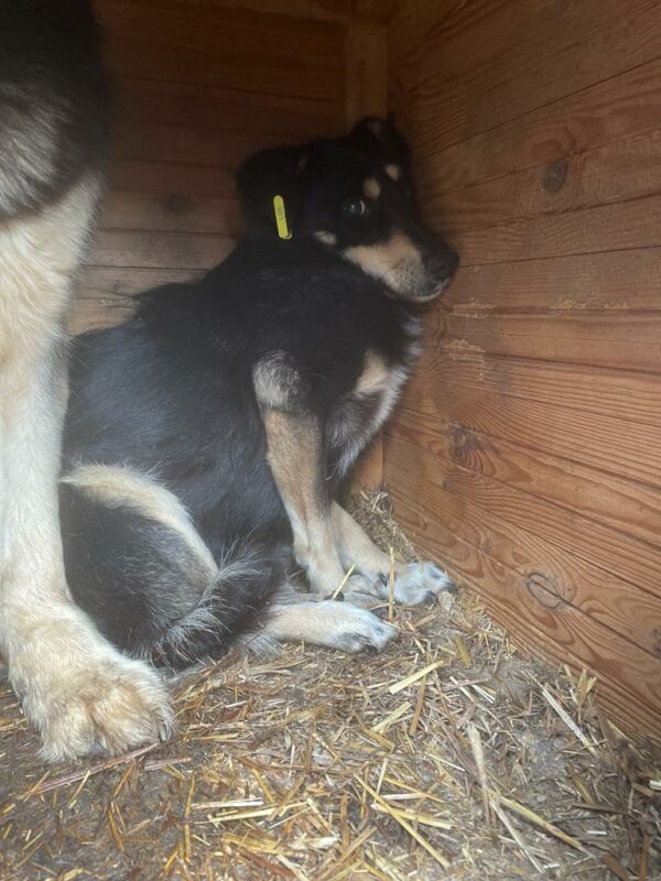 LEKYSHA (♀) – Bild 2