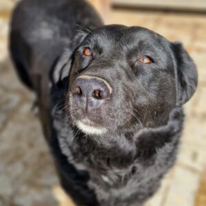 PHILIPPA - ausgereist zu 4animals