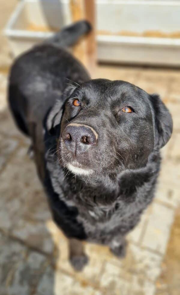 PHILIPPA - ausgereist zu 4animals