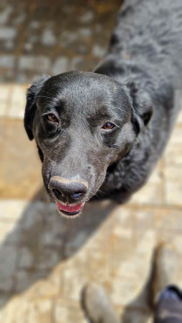PHILIPPA - ausgereist zu 4animals – Bild 5