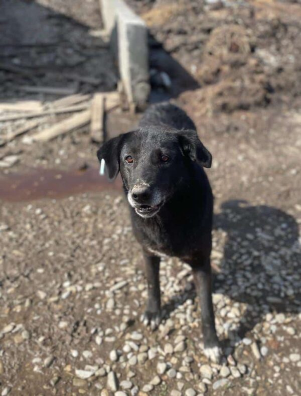 SHAIRI - vermisst 04/25 – Bild 4