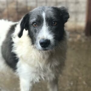 STRUPPY - reserviert Alexandra - vermittelt