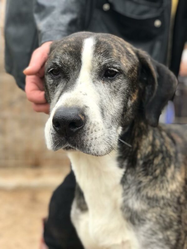 WILLHELM - reserviert Tierfreunde Niederbayern - vermittelt – Bild 4