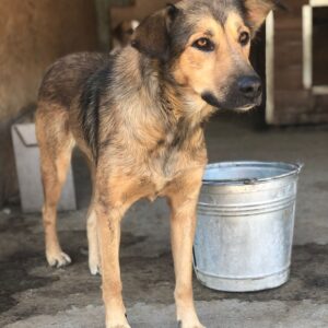 LINNA - reserviert Hundescheune vermittelt