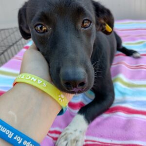 JUMPER - reserviert (Betty) - vermittelt